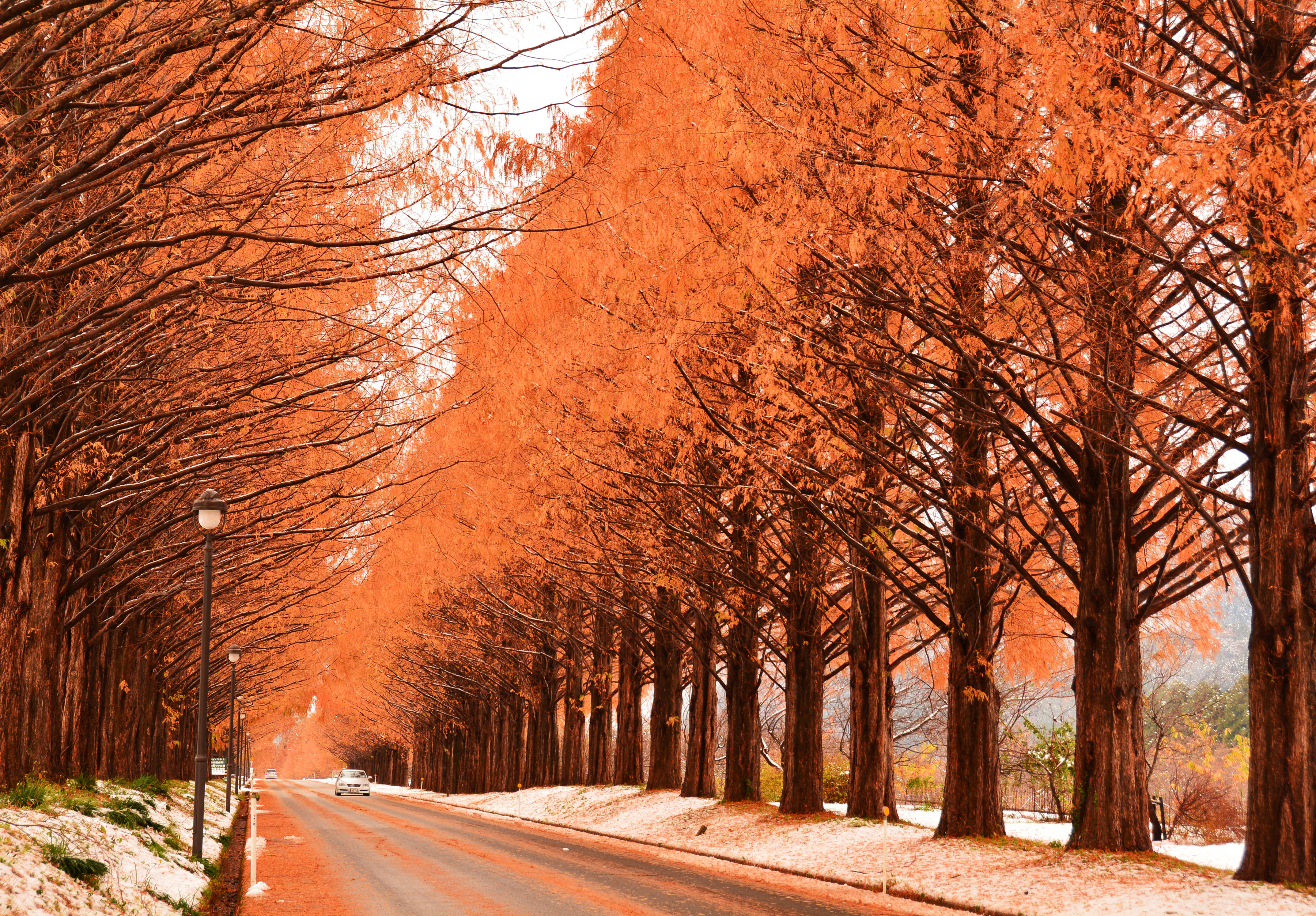 メタセコイア並木(秋)